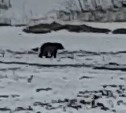 "Мы были в шоке": медведь вышел к людям на Сахалине
