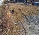 "Ходоки" охотятся за запрещенкой в СНТ Южно-Сахалинска прямо под камерой видеонаблюдения