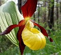 Любители селфи на Камчатке истребляют исчезающий вид орхидеи