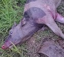 Стая бродячих собак задрала телёнка на севере Сахалина