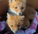 Двух выхоженных людьми маленьких лисят выпустили в дикую природу на Сахалине