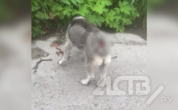 "Увиденное повергло в шок": собаку с жуткой травмой обнаружили сахалинцы в лесу