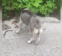 "Увиденное повергло в шок": собаку с жуткой травмой обнаружили сахалинцы в лесу