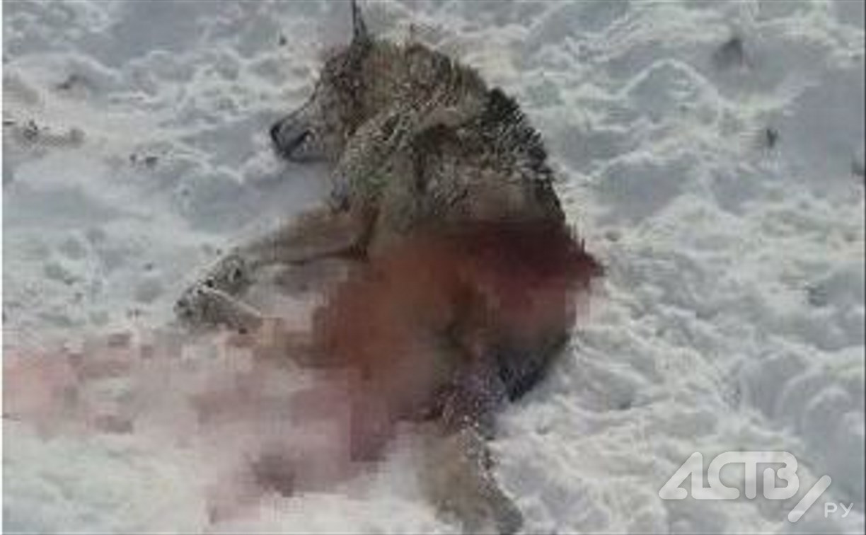 Бездомные собаки разорвали пса на цепи в Костромском