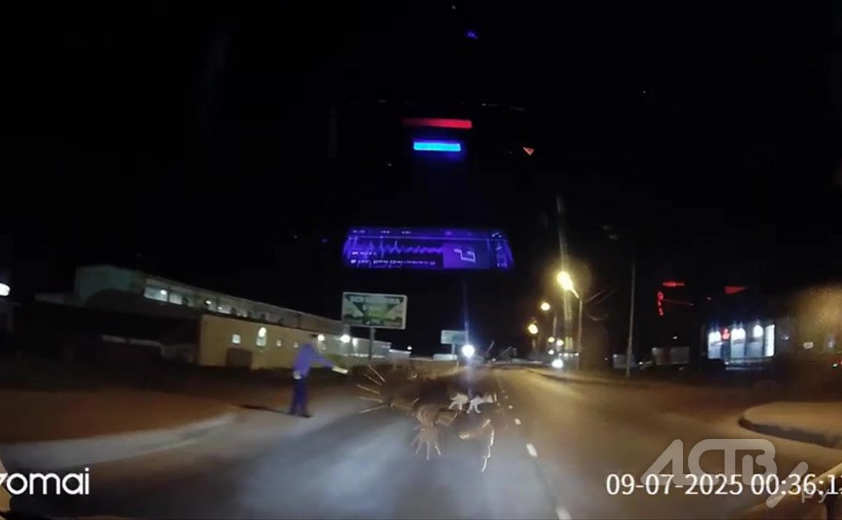 Автомобилист в Южно-Сахалинске спас прохожего от агрессивного пса Автомобилист в Южно-Сахалинске спас прохожего от агрессивного пса