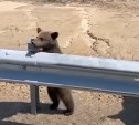 "Эй, подруга!": медведица с милым малышом вышли попрошайничать к дороге в Охе
