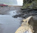 Огромное морское животное выбросило на побережье Курил