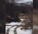 Семья медведей вышла к автодороге на юге Сахалина