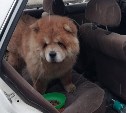 В Южно-Сахалинске нашёлся хозяин запертой в машине чау-чау