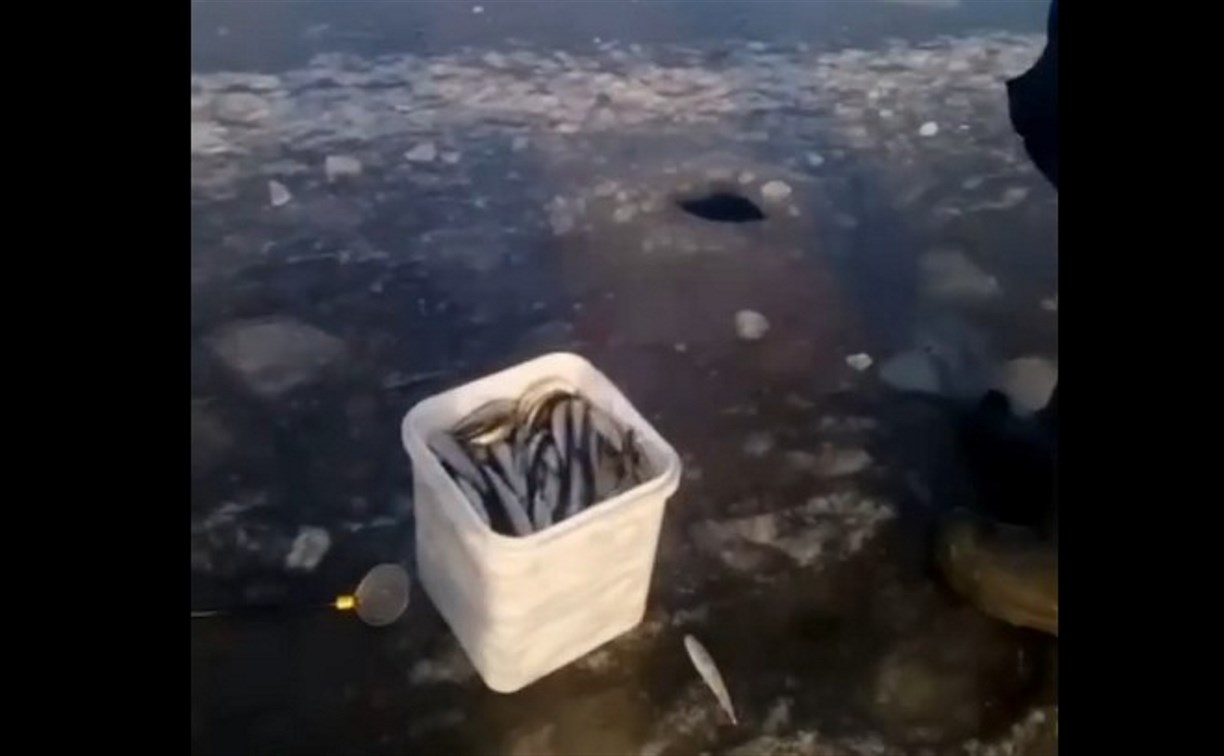 Рыбаки на восточном побережье Сахалина тягают корюшку и гольца на еле окрепшем льду