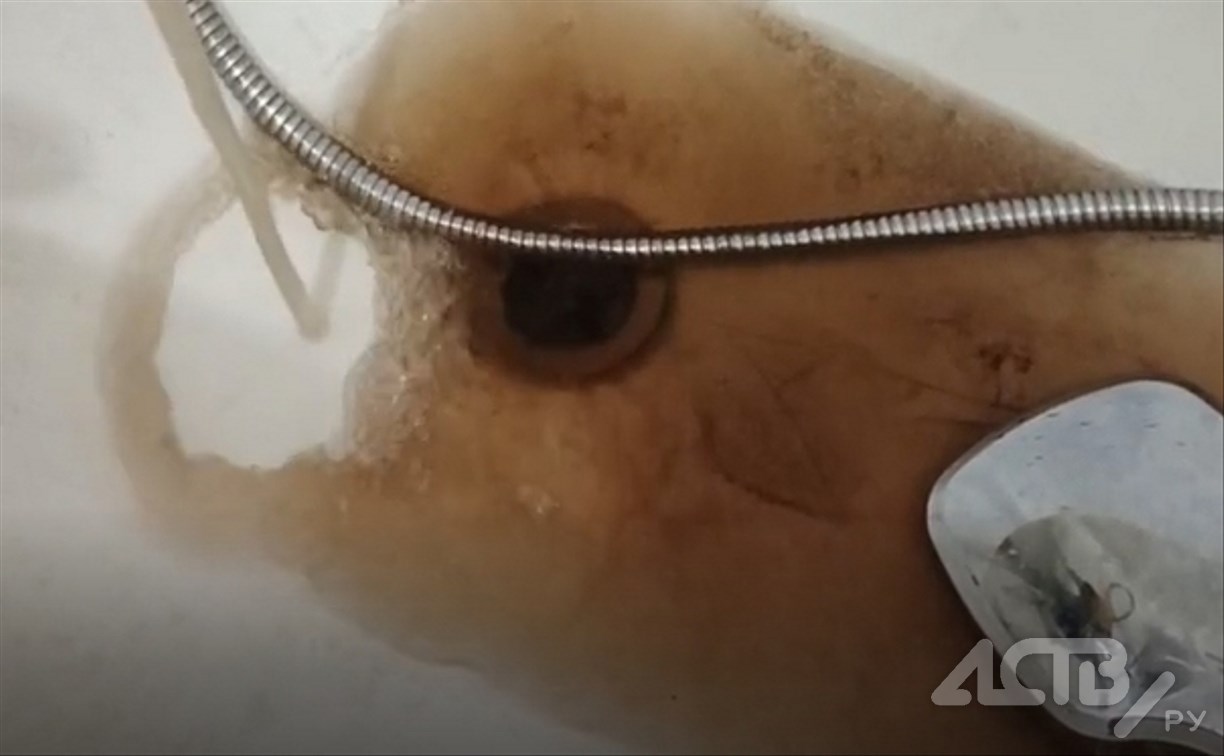 "Селевый поток из крана": жители Долинска массово жалуются на качество воды после ремонта сетей  "Селевый поток из крана": жители Долинска массово жалуются на качество воды после ремонта сетей