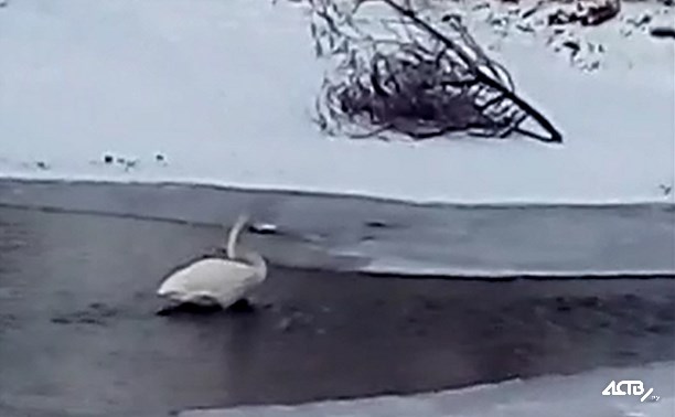 Одинокого лебедя встретили жители Долинска в центре города