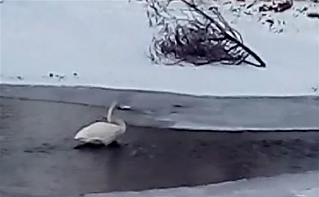 Одинокого лебедя встретили жители Долинска в центре города
