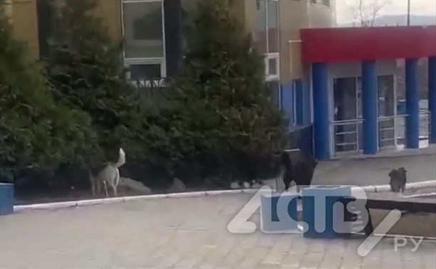 "Окружили и стали рычать": ребёнка укусила собака возле спортшколы в Южно-Сахалинске