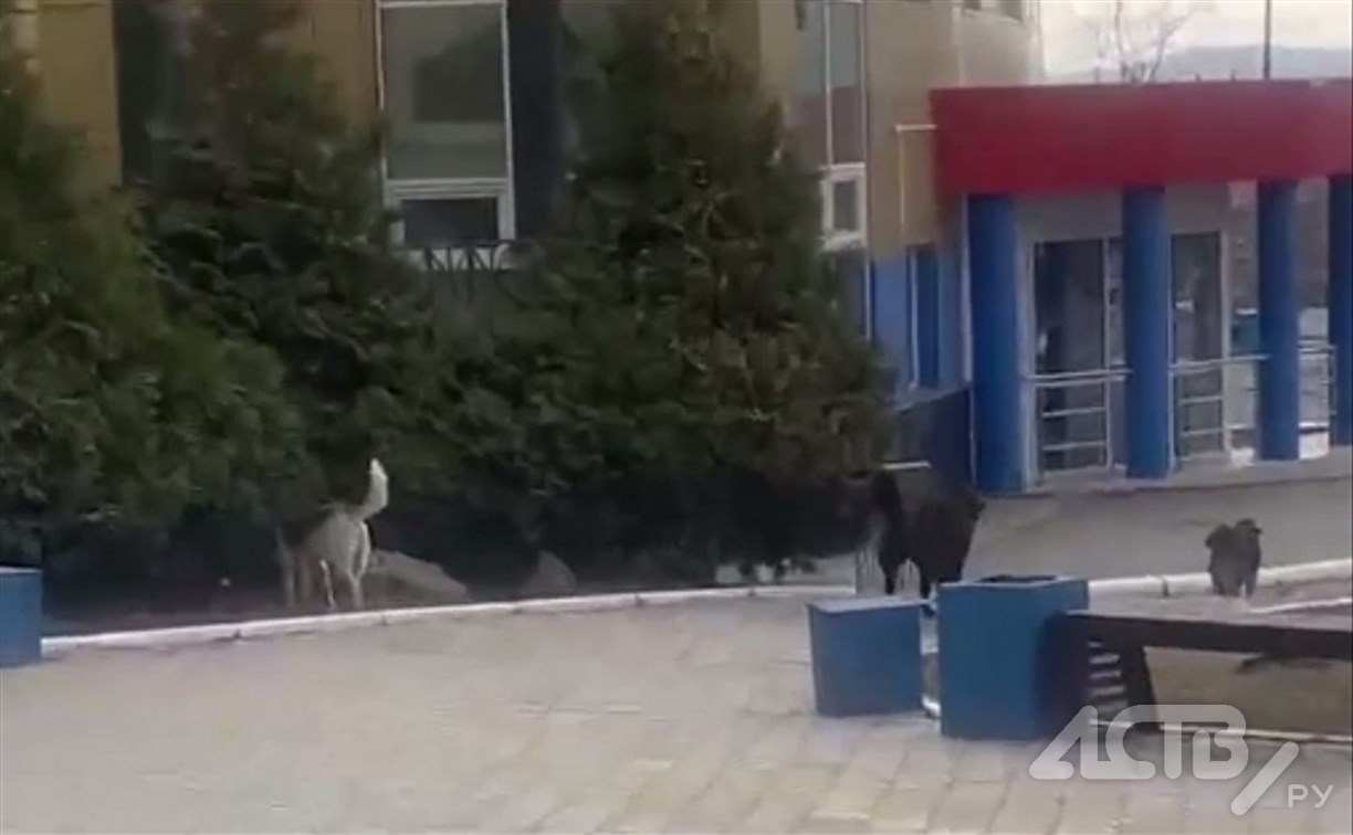 "Окружили и стали рычать": ребёнка укусила собака возле спортшколы в Южно-Сахалинске