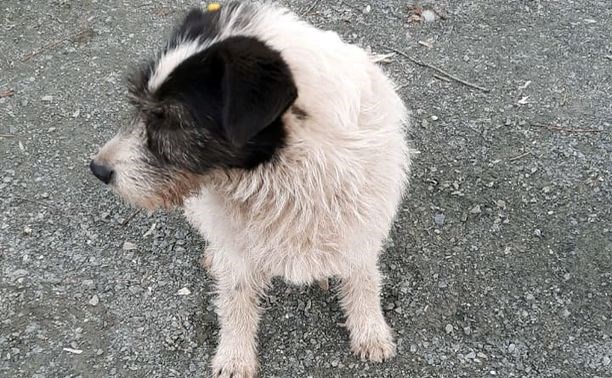 Бездомных собак в Южно-Сахалинске отравили крысиным ядом