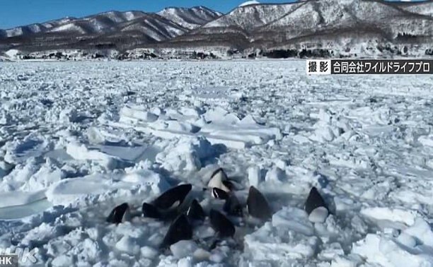 Застрявшие во льдах у берегов Японии косатки, скорее всего, спаслись: что известно на данный момент