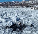 Застрявшие во льдах у берегов Японии косатки, скорее всего, спаслись: что известно на данный момент