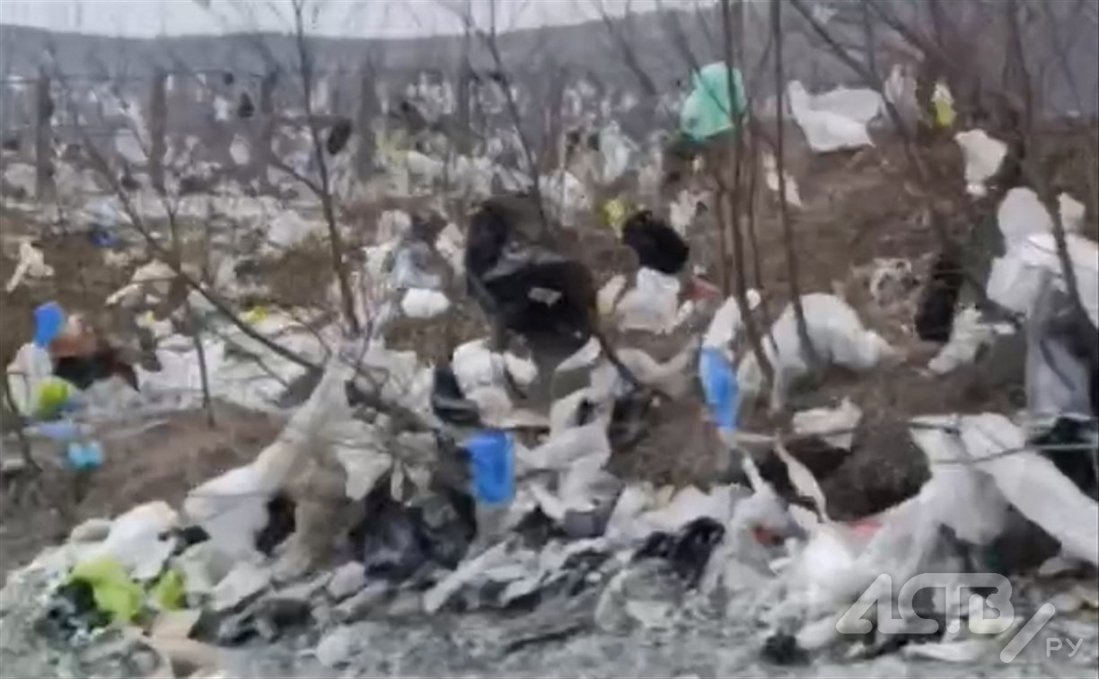 Мусорный апокалипсис: лес у полигона Известковый утонул в пакетах после недавнего циклона 