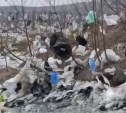 Мусорный апокалипсис: лес у полигона Известковый утонул в пакетах после недавнего циклона 