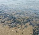 Побережье Сахалина засыпало "сорной" рыбой