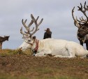 "Оленята погибли все": на Сахалине подсчитывают потери после нападения собак на стада