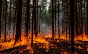 Общество