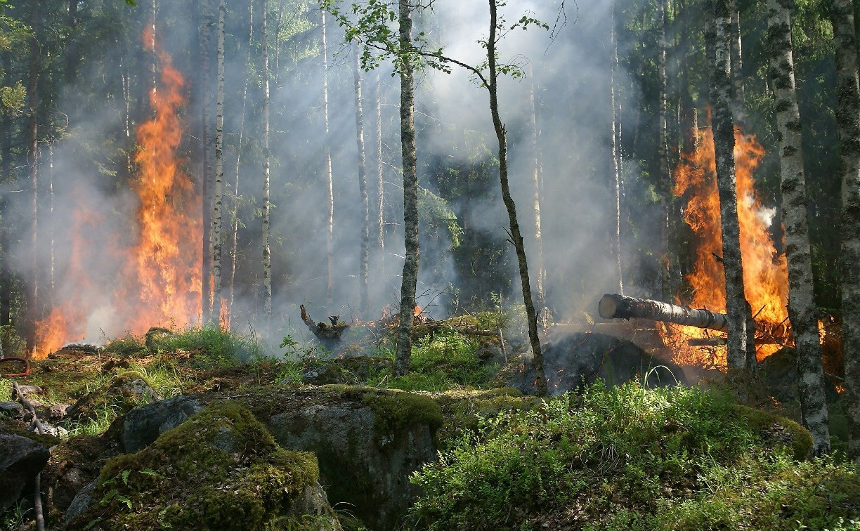 Высокая пожарная опасность сохранится в четырёх районах Сахалина