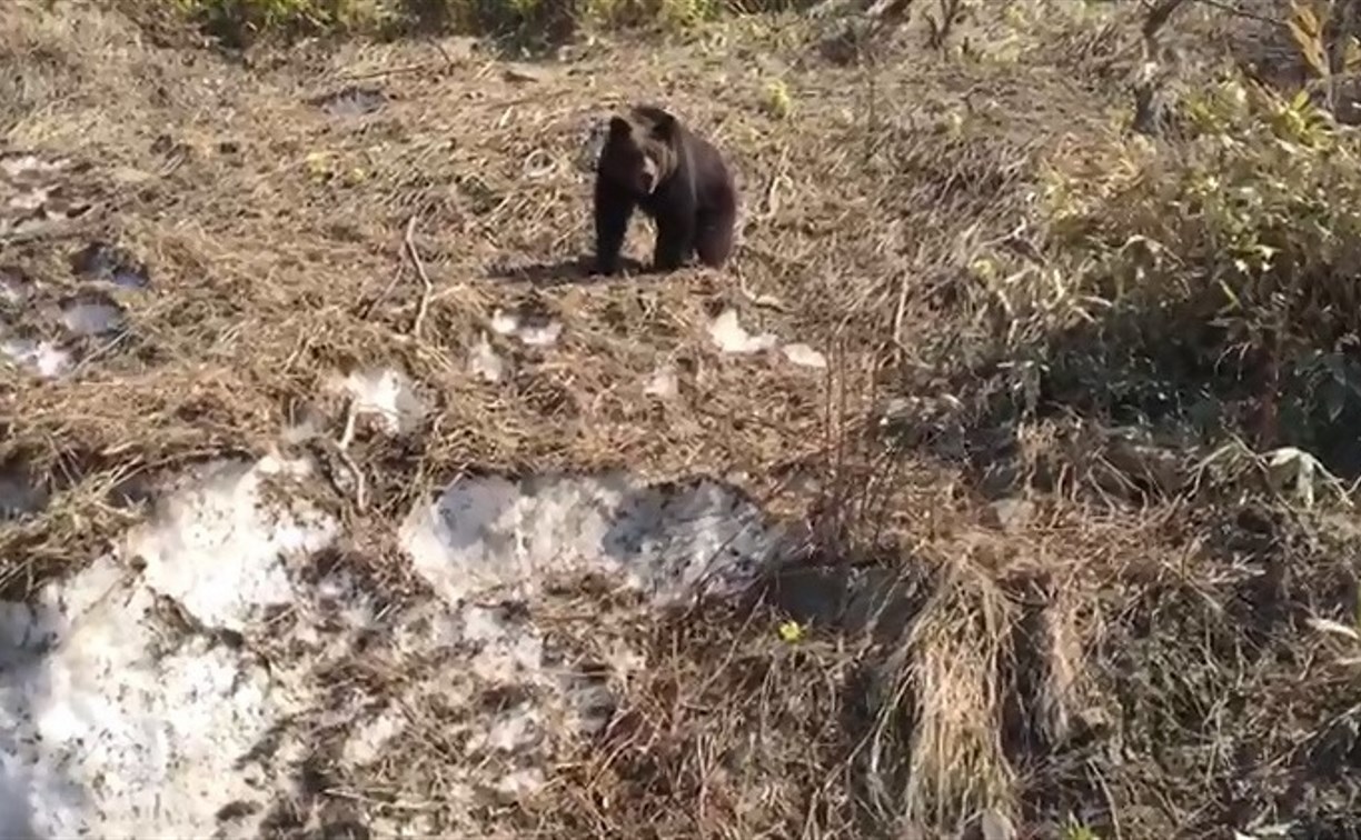 Сахалинцы встретили медведя в Невельском районе