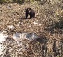 Сахалинцы встретили медведя в Невельском районе