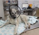 "Дом — там, где любят": в Холмске волонтёры спасают пса, попавшего под машину