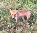 В Южно-Сахалинске к отдыхающим присоединилась лиса