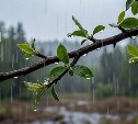 Прохладные выходные, местами дожди и до +13°: погода на Сахалине и Курилах 18 октября