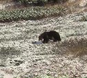 "Готовимся ко сну": зевающего медведя сняли на видео на Курилах