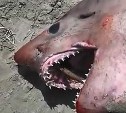 В Арсентьевке вместо горбуши рыбаки поймали акулу