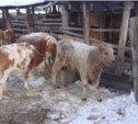 Коров для сахалинских крестьянских хозяйств будут закупать на Алтае