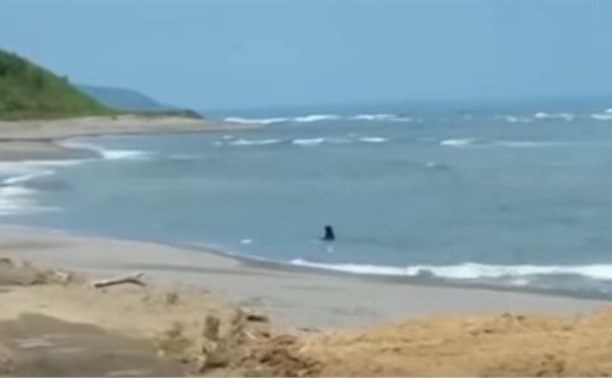 Медведь открыл купальный сезон в заливе Мордвинова