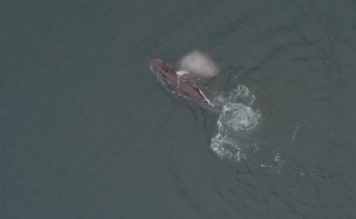 Горбатый кит, который кормится у берегов острова Шумшу, попал в объектив дрона 