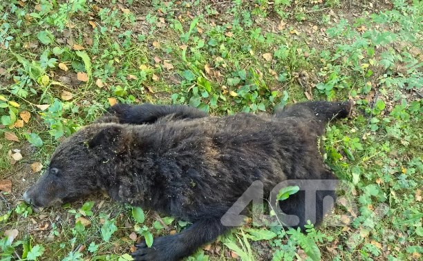 Медведицу отстрелили в СНТ в Южно-Сахалинске