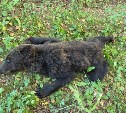 Медведицу отстрелили в СНТ в Южно-Сахалинске
