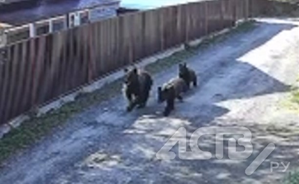 Медведица с двумя медвежатами бегали по СНТ в Корсаковском районе