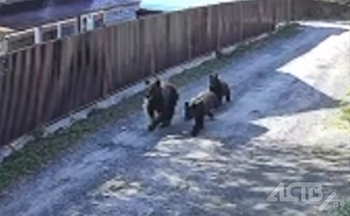 Медведица с двумя медвежатами бегали по СНТ в Корсаковском районе