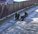 Медведица с двумя медвежатами бегали по СНТ в Корсаковском районе
