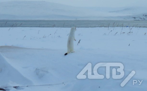 Фото дня: мультяшный горностай смотрит в светлое будущее с побережья Курил