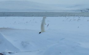 Общество
