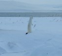 Фото дня: мультяшный горностай смотрит в светлое будущее с побережья Курил