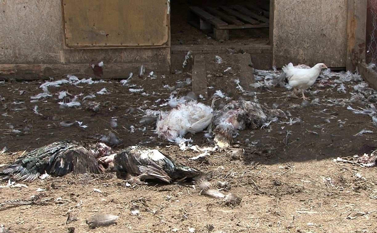 Стая собак ворвалась во двор к камчатской семье и буквально "вырезала" поголовье птиц