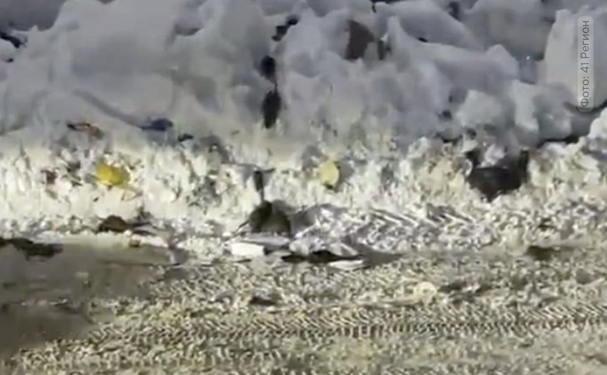 После циклона Петропавловск-Камчатский наводнили крысы