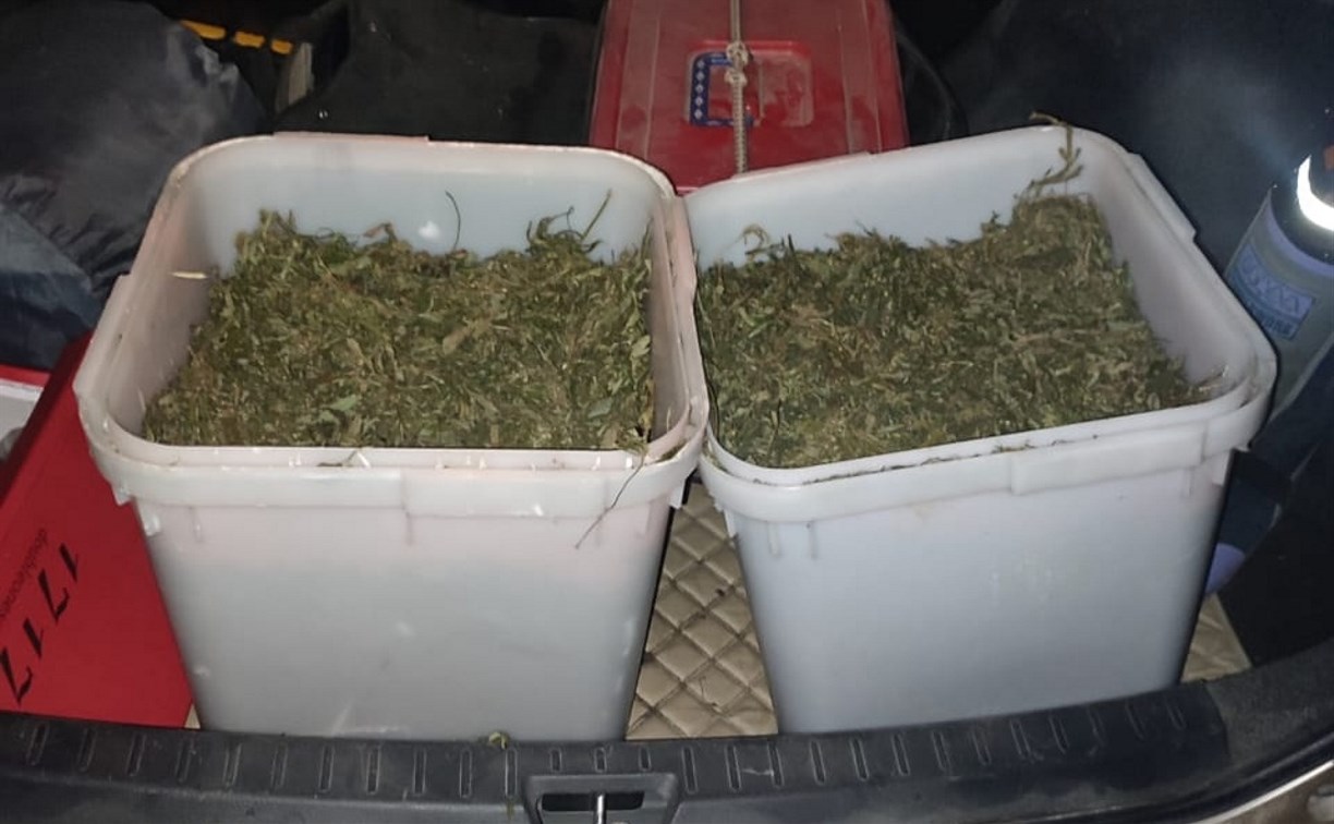 Сахалинец возил в багажнике машины 3 кг марихуаны и говорил, что нашёл её в лесу 