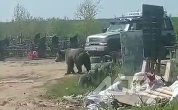Медведь встретил сахалинцев на кладбище